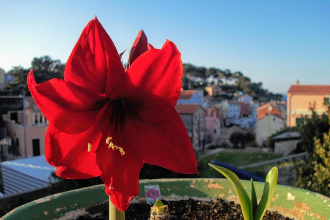 Amaryllis Residence, Apartment Diana & Deluxe Rooms With Shared Kitchen Veli Lošinj Buitenkant foto